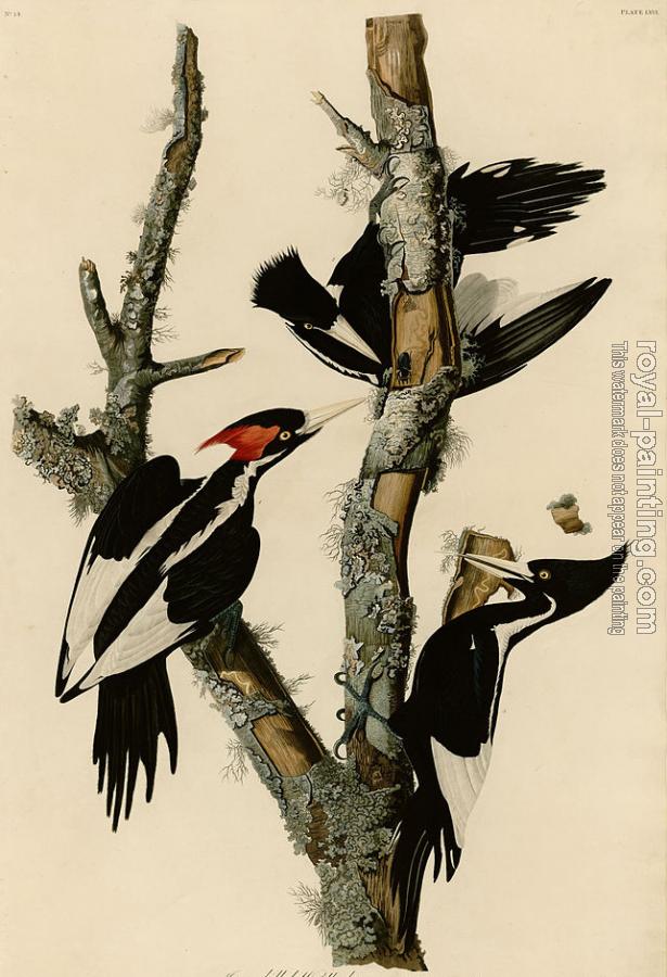 John James Audubon : Ivory billed woodpecker